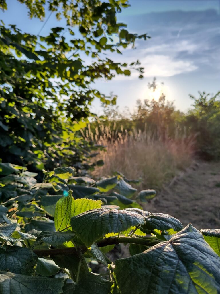 Sonnenlicht fällt auf Blätter im Marktgarten