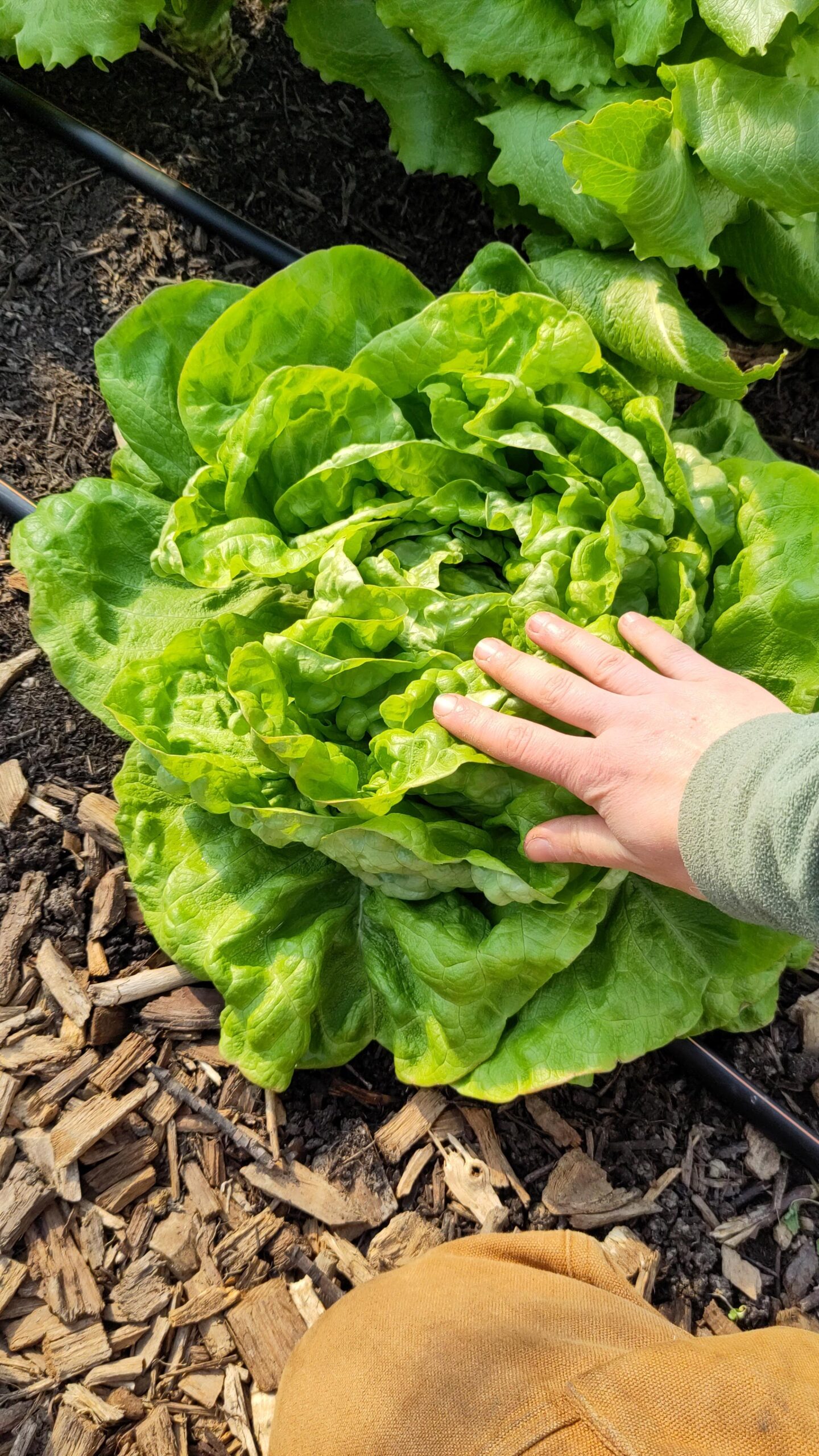 Eine Hand berührt einen großen frischen Salatkopf im Frühlingsbeet