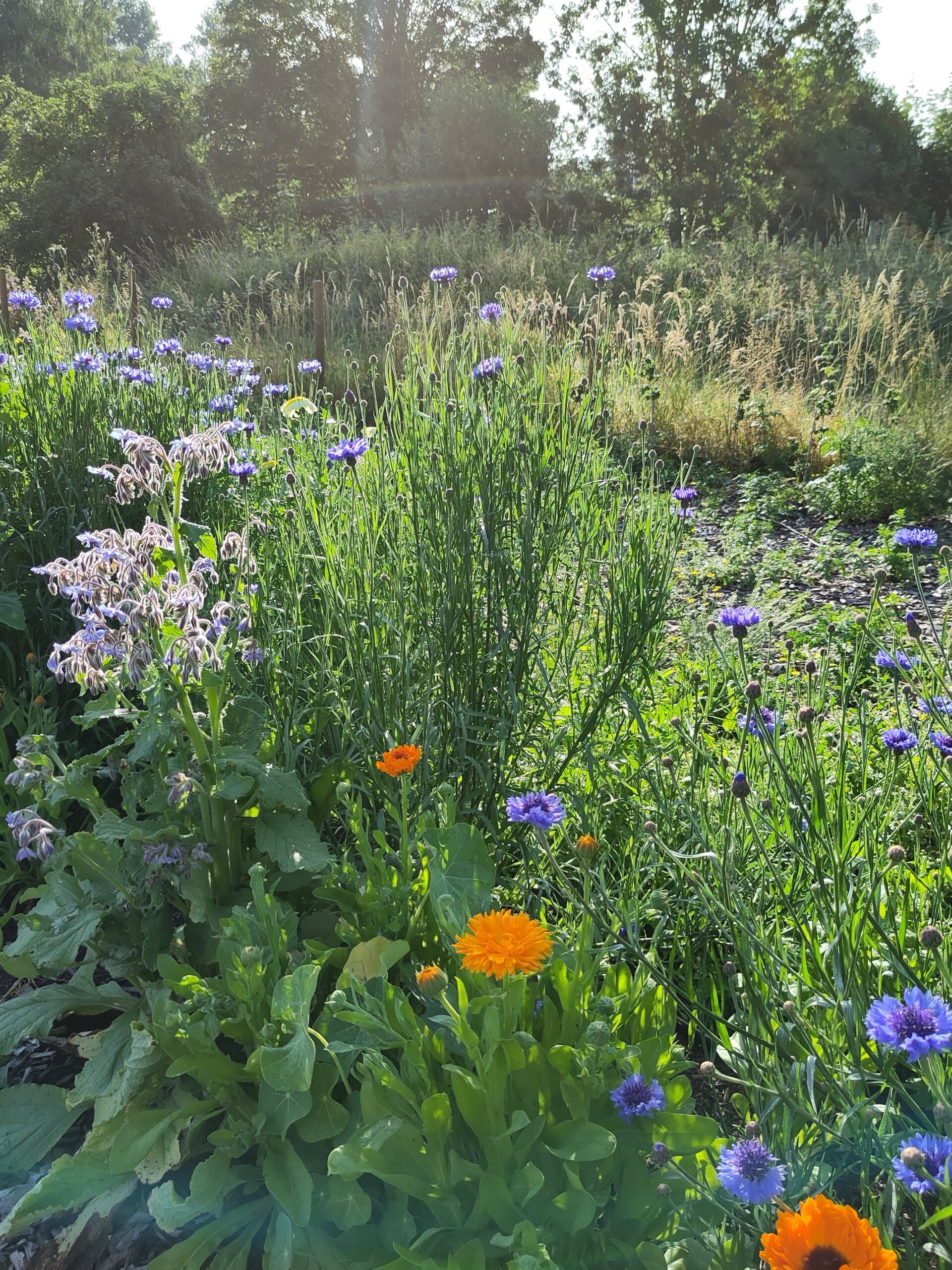 Kornblumen, Ringelblumen und Borretsch blühen am Rand des Marktgartens