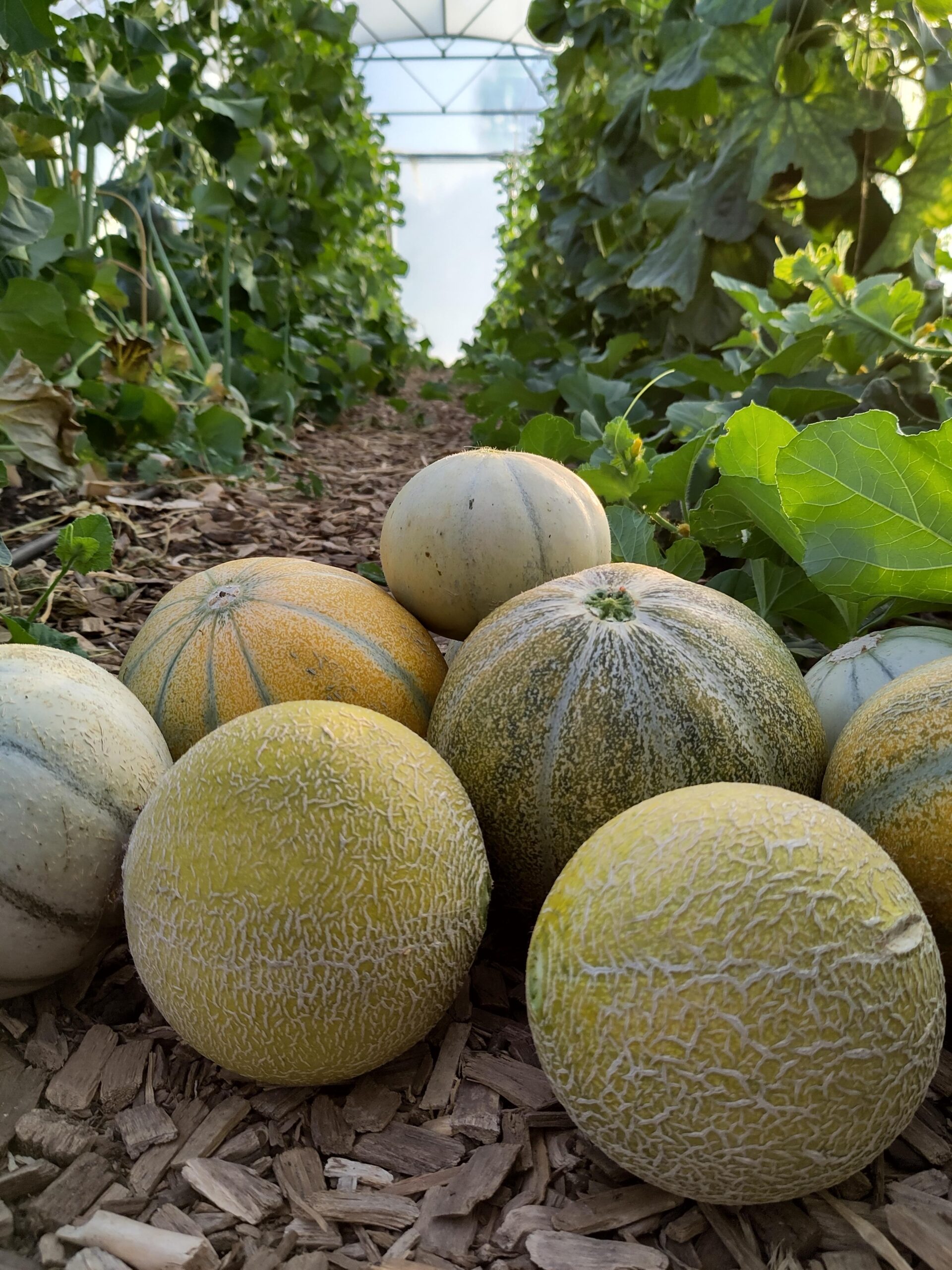 Reife Melonen liegen zwischen den Pflanzen im Folientunnel