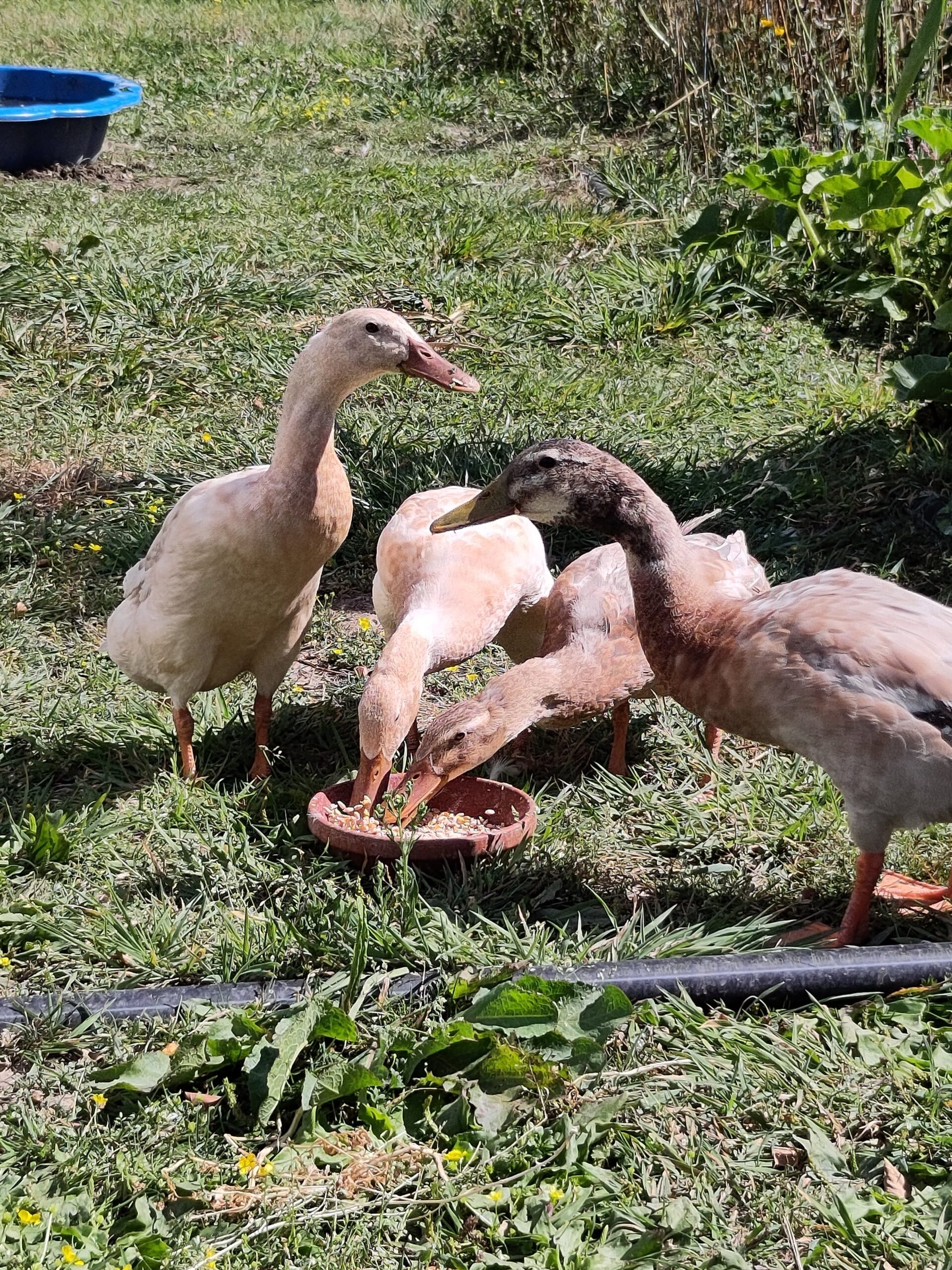 Eine Gruppe Laufenten im Marktgarten