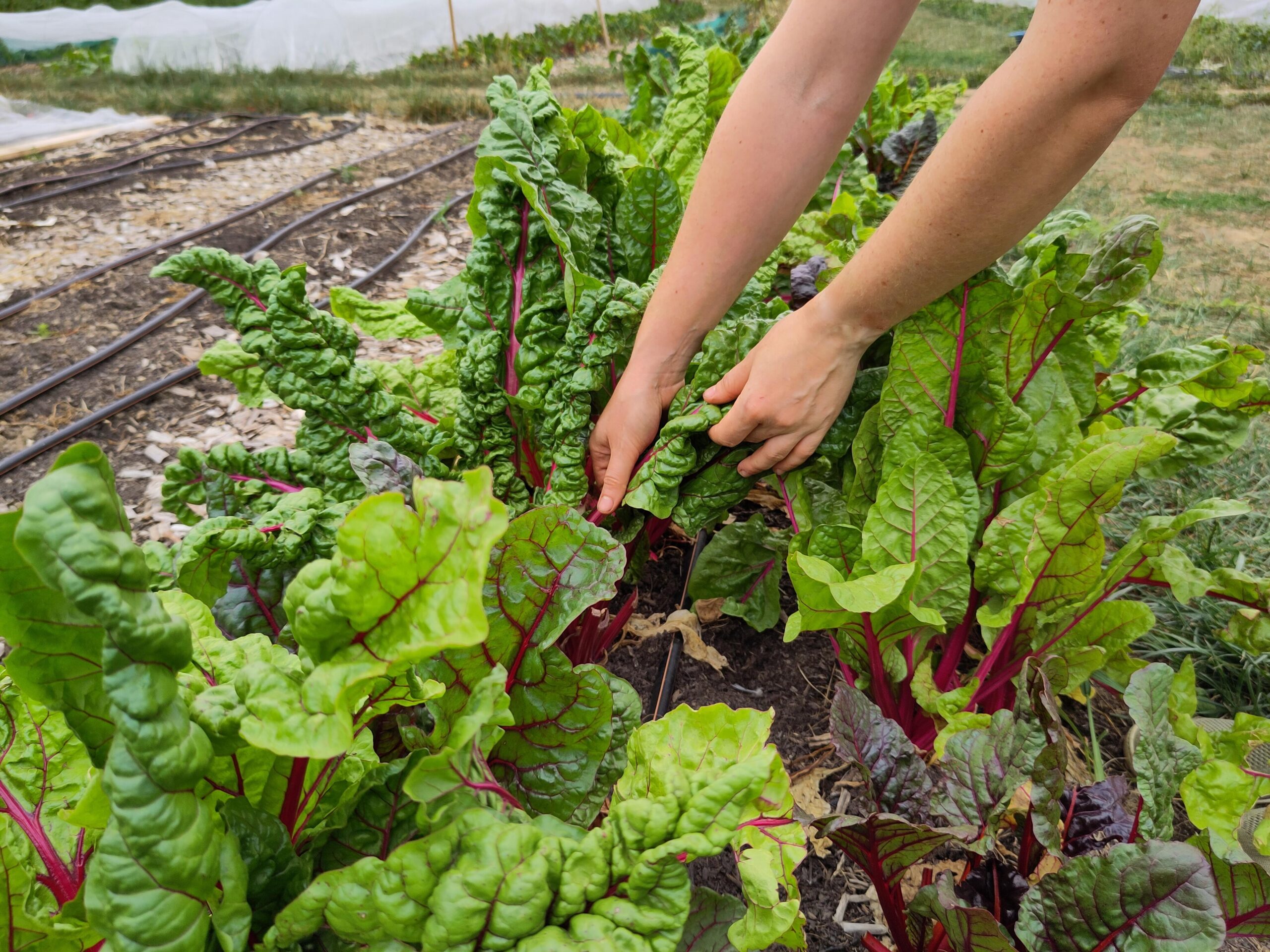Hände ernten frischen bunten Mangold direkt im Beet