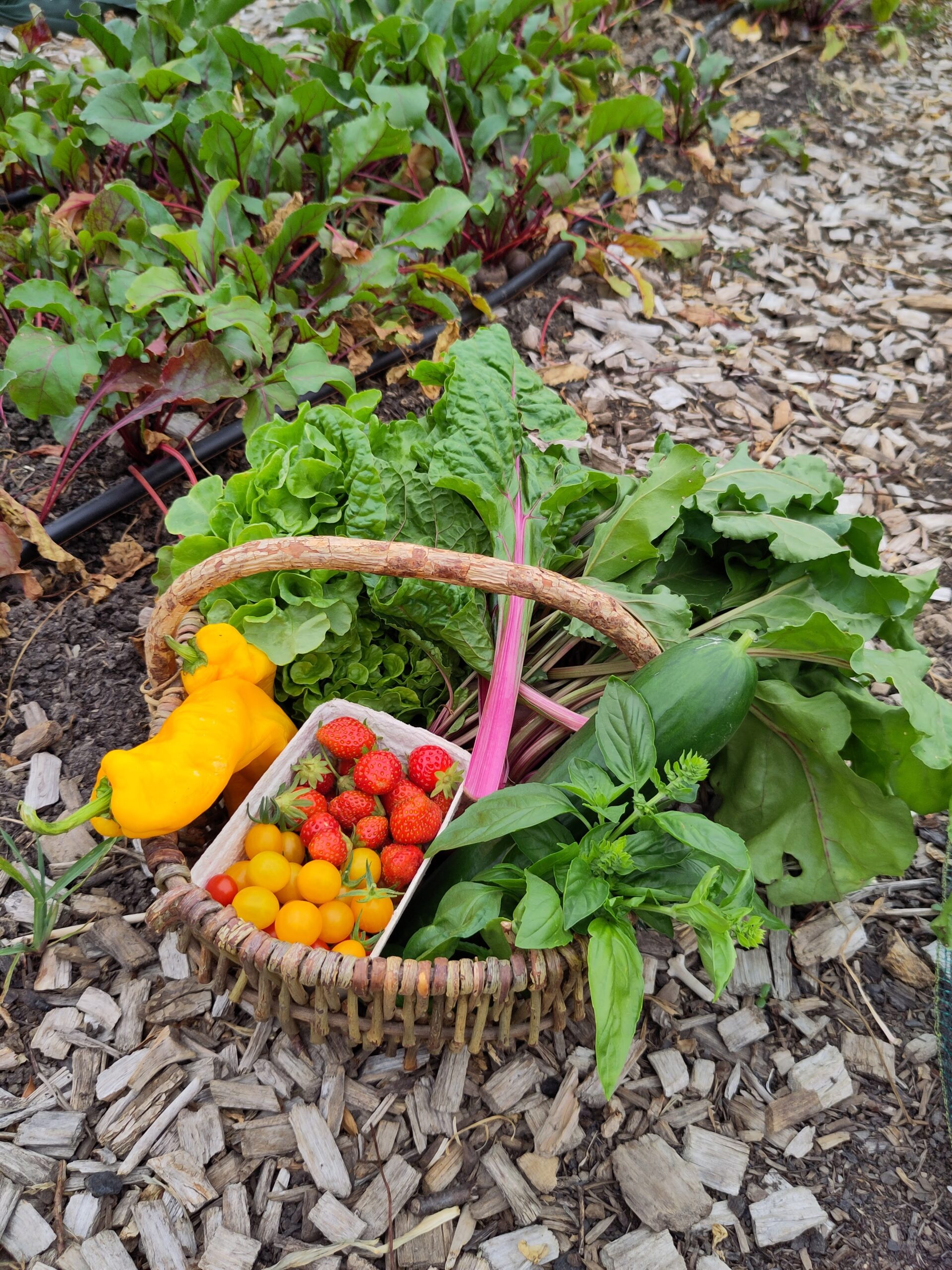Ein Korb mit frisch geerntetem Gemüse steht direkt zwischen den Beeten