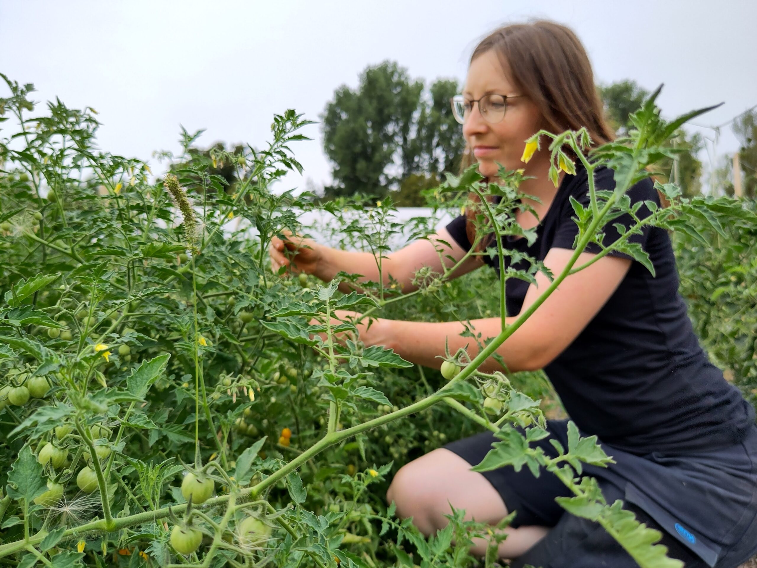 Sandra arbeitet zwischen den Tomatenpflanzen im Marktgarten