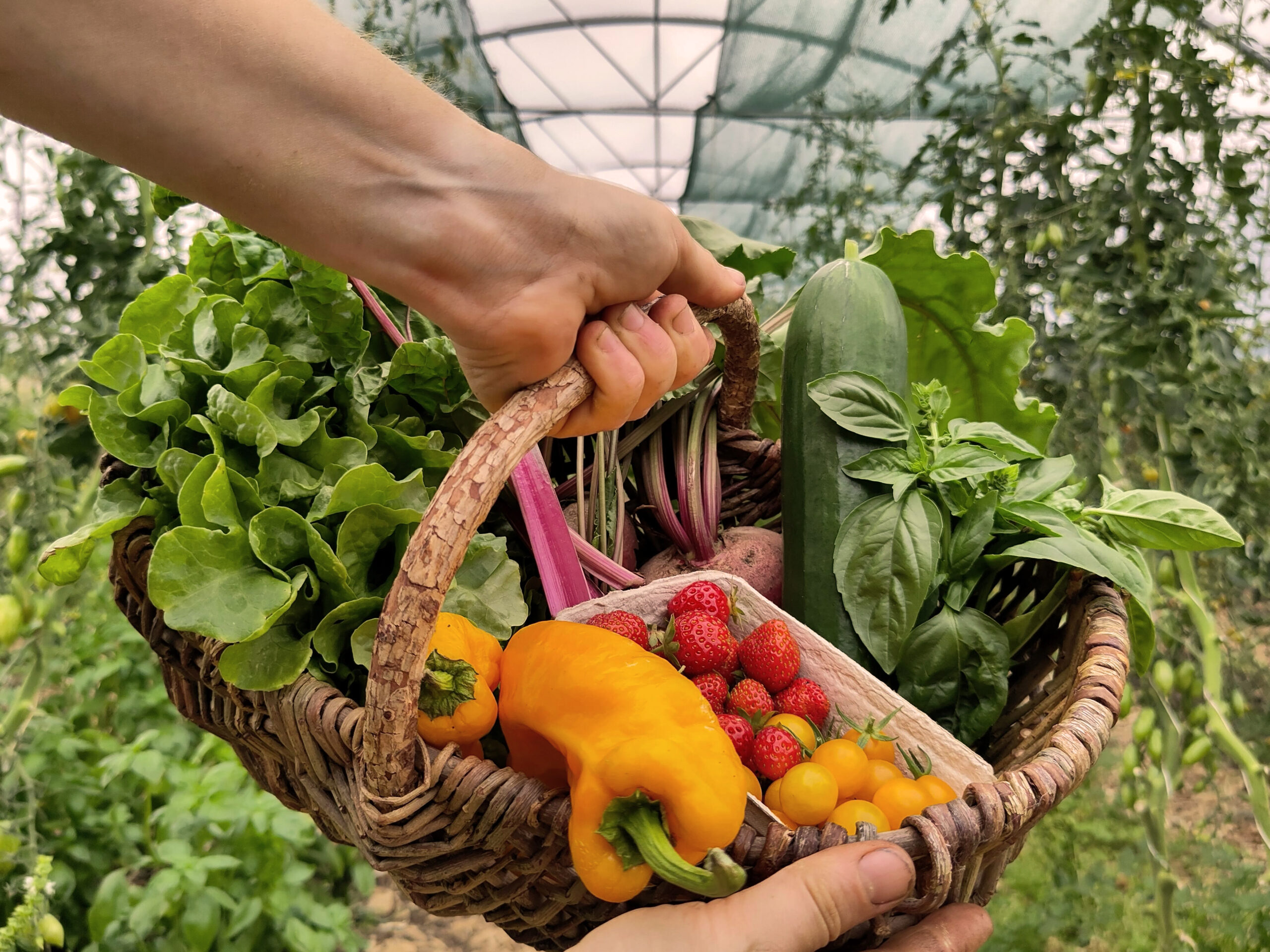 Ein frisch gefüllter Erntekorb wird durch den Folientunnel getragen