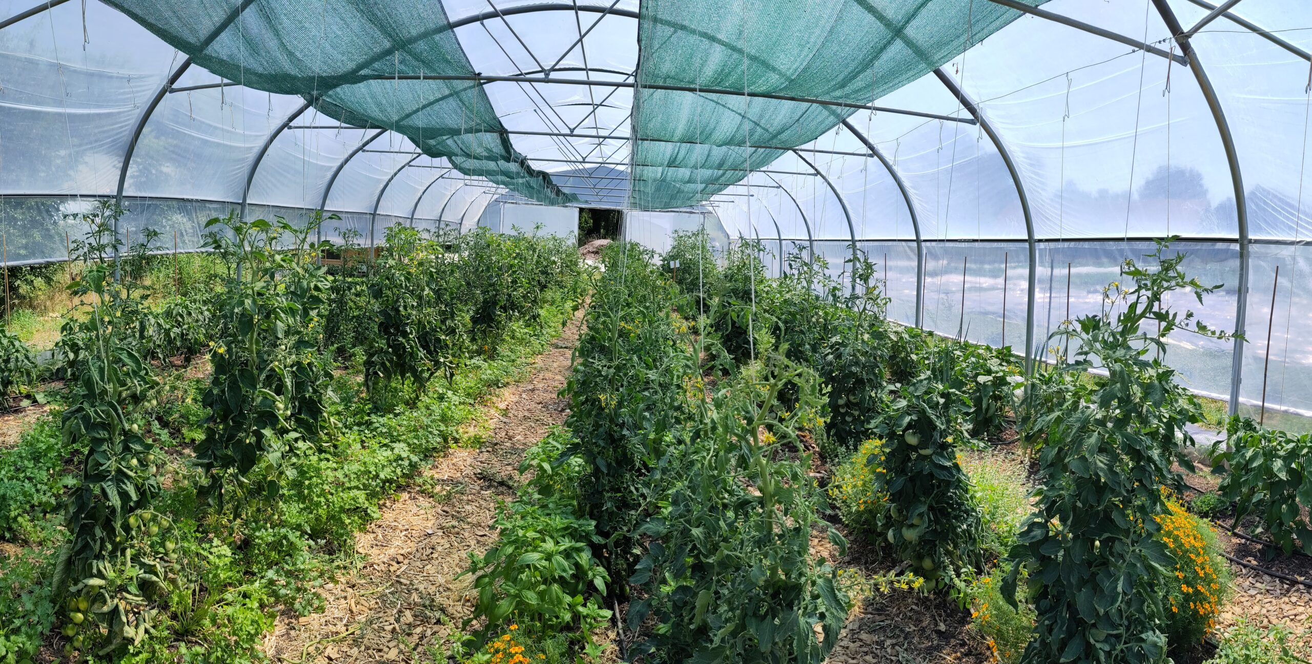 Panoramablick durch einen üppig bewachsenen Folientunnel