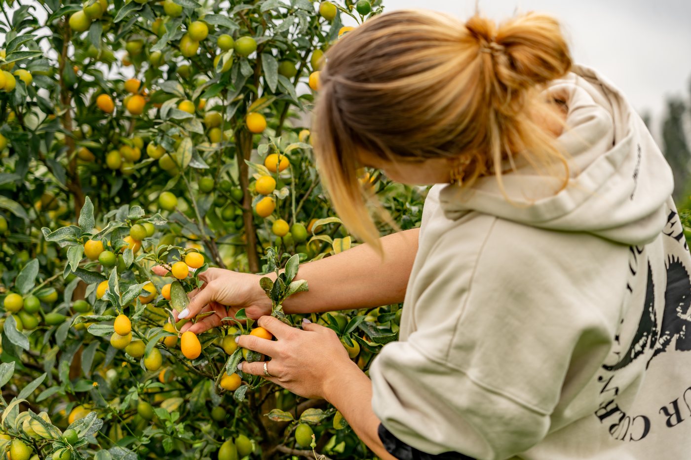 Frau bei der Kumquat-Ernte auf der Finca Jelanisoli