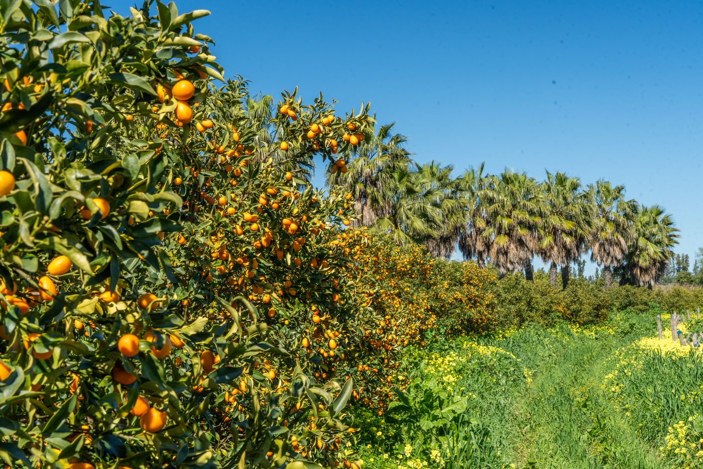Obstplantage der Finca Jelanisoli in Andalusien
